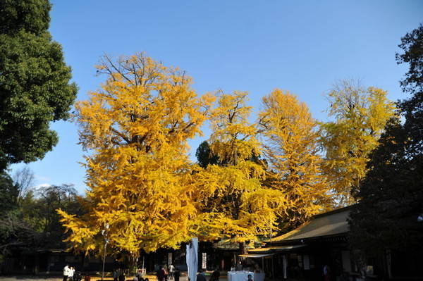 大宮八幡宮_b0304411_2261059.jpg