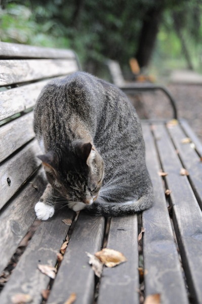 よもぎねこさんです ねこの溜息 よもぎねこさんです ねこの溜息