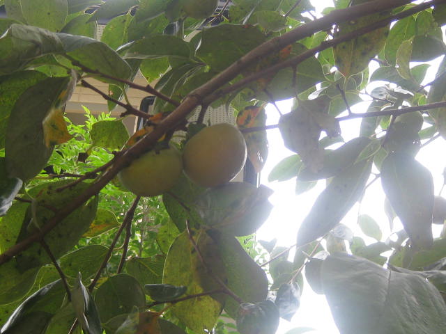 c0085916_11563732.jpg