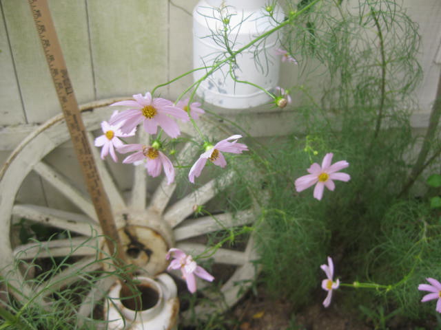 c0085916_1215612.jpg