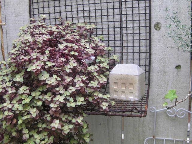 c0085916_1285179.jpg