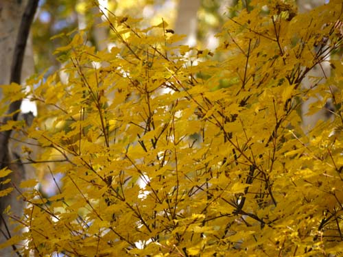 紅葉がすすんでます!(^^)!_f0096216_164046.jpg