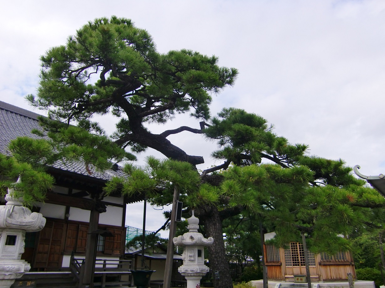 南蔵院(東京都葛飾区)_c0219820_21565115.jpg