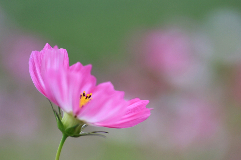 秋桜の詩　　8_d0060435_2131295.jpg