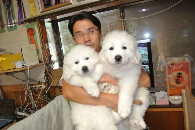 安定しました チャールズキージング 既婚 ピレネー 犬 ブリーダー Kornfieldinvestmentmanagement Net 安定しました チャールズキージング 既婚 ピレネー 犬 ブリーダー Kornfieldinvestmentmanagement Net