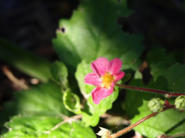 c0117239_9281173.jpg