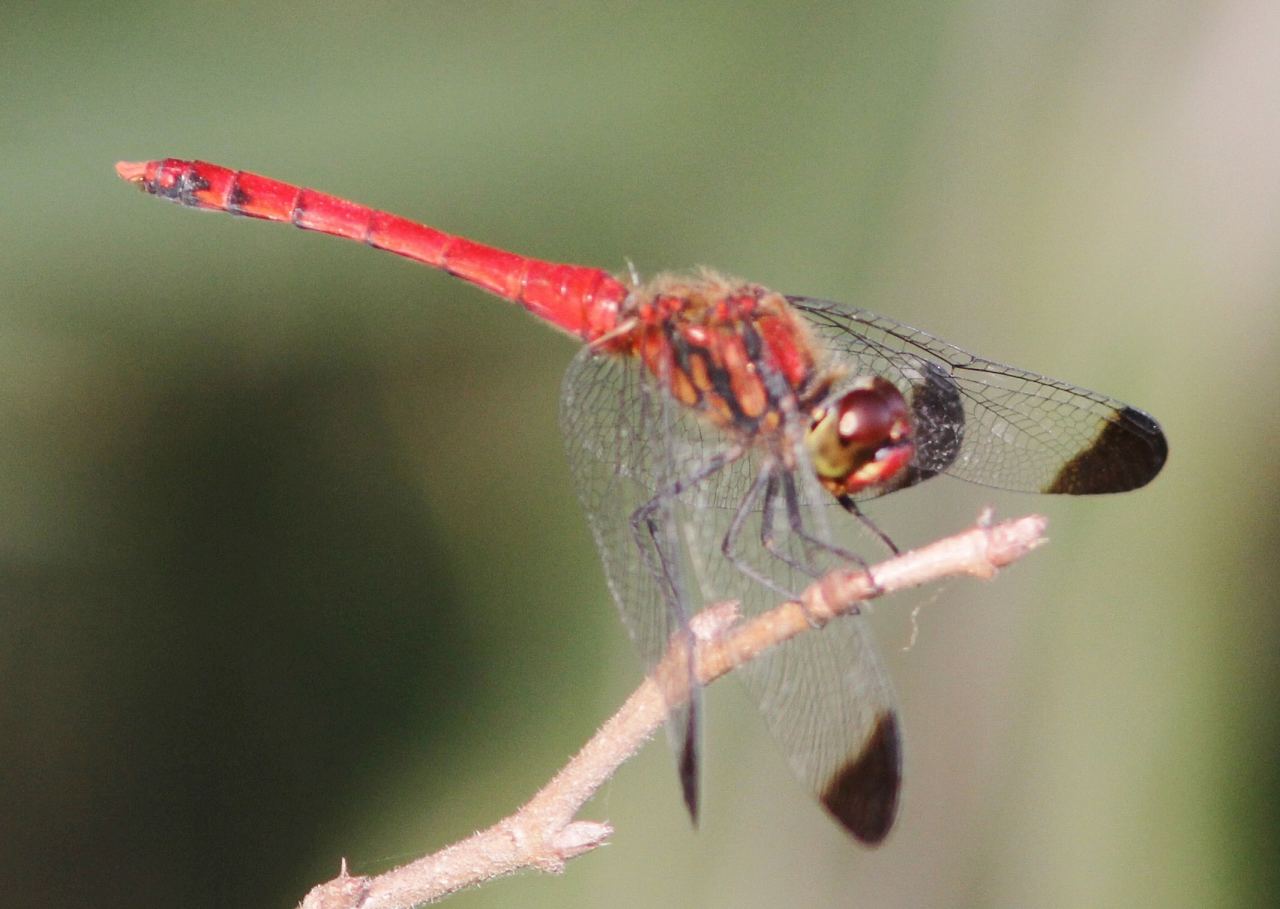 c0172139_20353137.jpg
