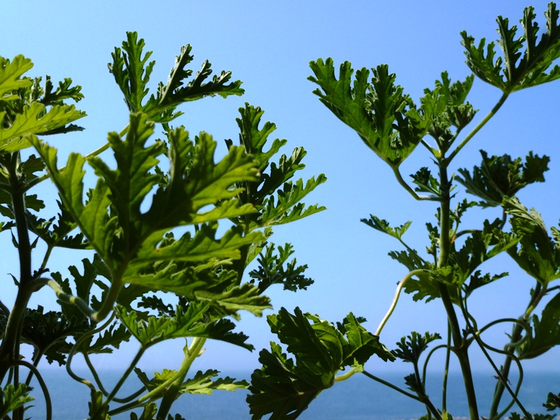 これが 蚊逃げ草 です サエキトモ生存確認場 これが 蚊逃げ草 です サエキトモ生存確認場