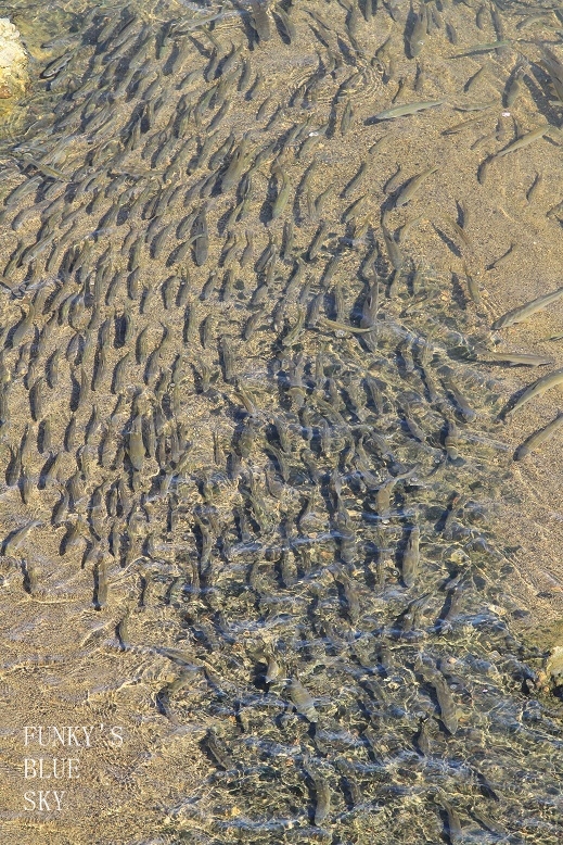 c0145250_9482321.jpg