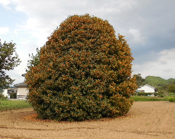 e0172950_20383455.jpg