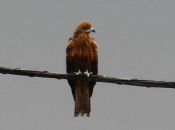 e0172950_20385470.jpg