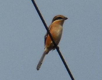 e0172950_20391557.jpg