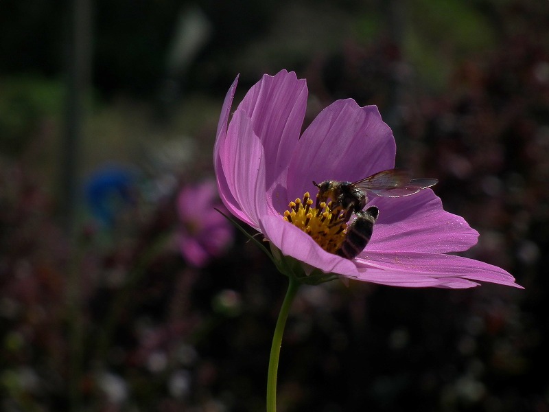 a0018655_20155590.jpg