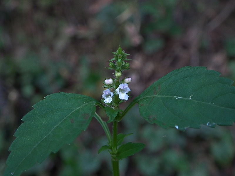 a0018655_20223327.jpg