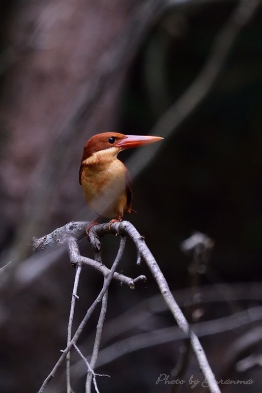 c0124055_01020.jpg