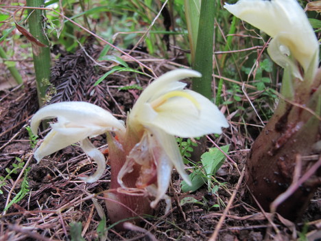 花茗荷 ひげ爺の花便り 花茗荷 ひげ爺の花便り