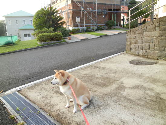 ’13,10,3(木)愛ちゃんは諦めない!_f0060461_1149882.jpg