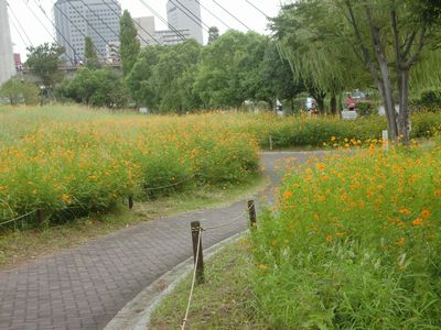 「都心緑化植物園」見学と秋の花々_d0157266_13573323.jpg