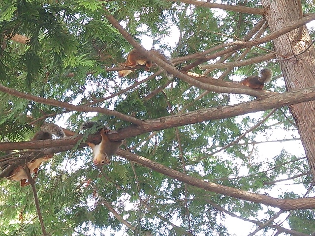 桜の名所【弘前公園】で野生(!?)のリス発見!!_d0131668_9233344.jpg