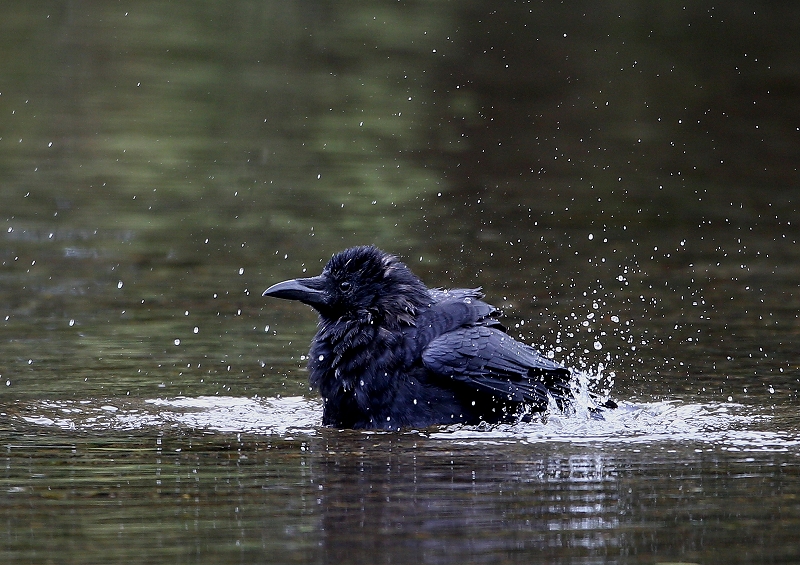 迫力あるカラスの水浴び_e0330871_751295.jpg