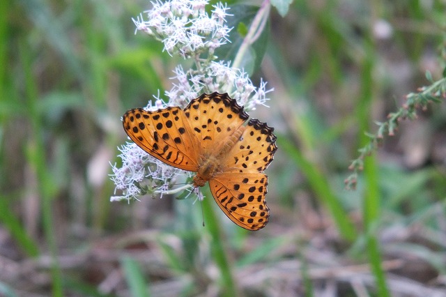 e0070891_18561690.jpg