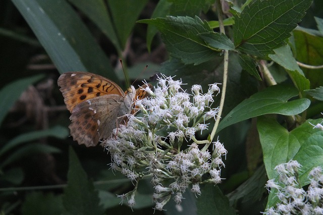 e0070891_1901570.jpg