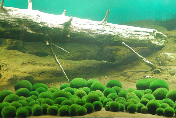 a0199297_2353138.jpg