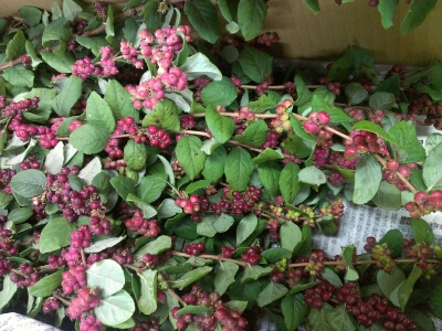 シンフォリカルポス原種 Ja上伊那花き部会 最新ニュース