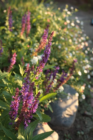 d0001008_11172526.jpg