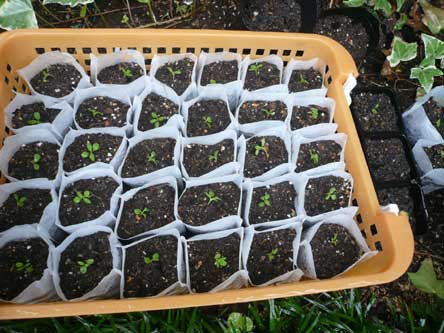 アリッサム お茶パック植え ヨガと官足法で素敵生活