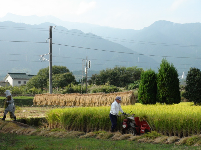 稲田で稲束の乾燥風景…2013・10・4_f0231709_13194287.jpg