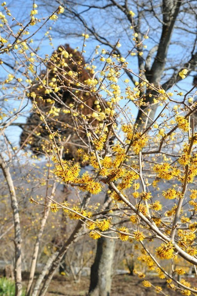 宝登山蝋梅園　その２_b0304411_06878.jpg