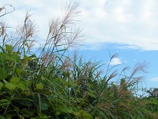e0145412_19294845.jpg
