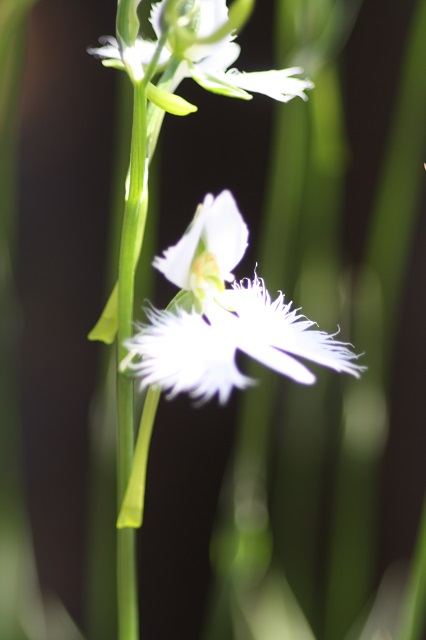 姫路市立手柄山温室植物園の花たち　_b0308915_8101948.jpg