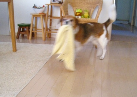 c0084117_1748353.jpg