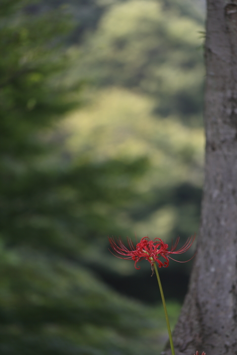 天上の花　【東山動植物園 2013】_f0253927_21302437.jpg
