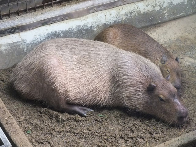 久々の草津温泉♪_a0179837_1238243.jpg