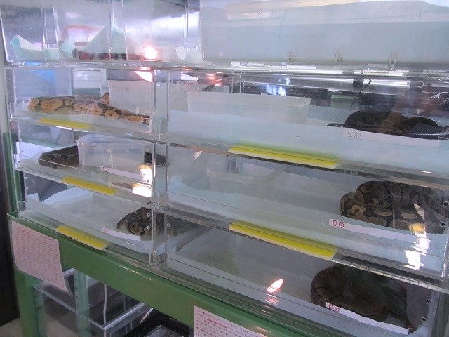 店内探訪~ヘビ編 part2~_b0174337_13122689.jpg