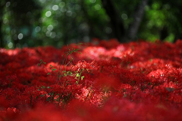 a0242438_19541151.jpg