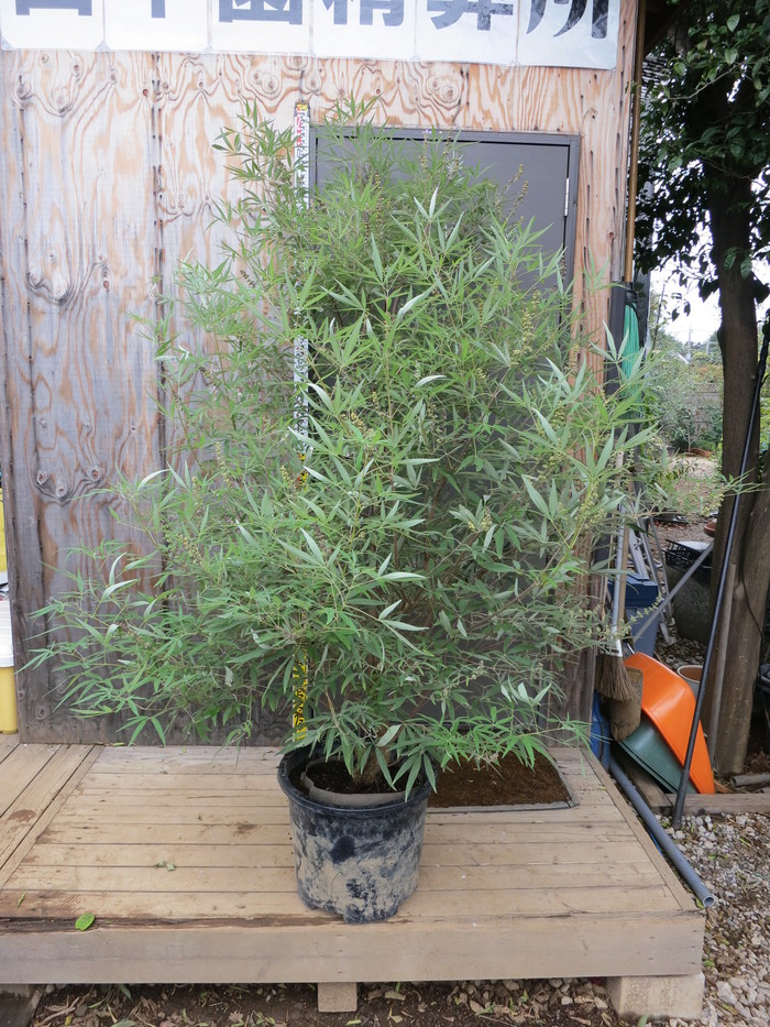 チョウセンニンジン木 楽天市場】セイヨウニンジンボク 紫花 苗木 7号 : 千草園芸