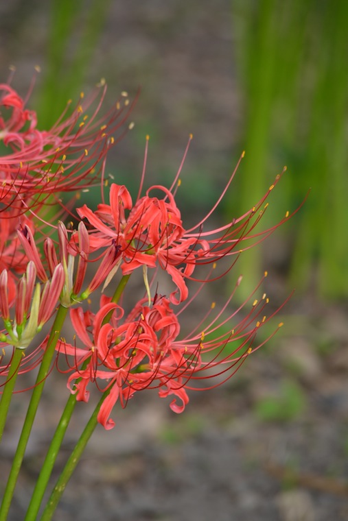 お花とか怠け者とか。。。。_d0027244_1741059.jpg