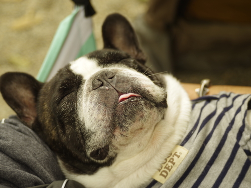 フレブル キャンプ ~キャンプアンドキャビンズ~後編_e0161547_10294839.jpg