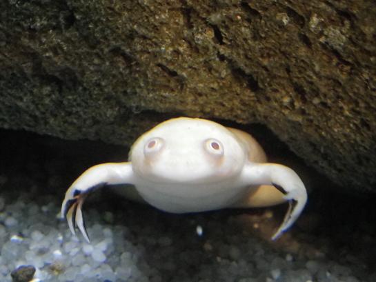 白いカエル もっともフツーの存在