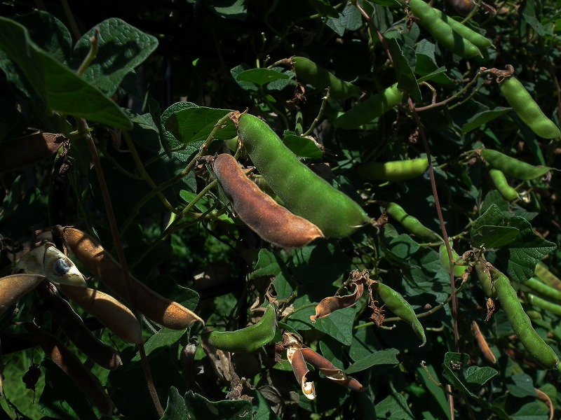 a0018655_2023459.jpg
