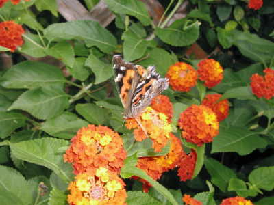 c0180460_164539.jpg