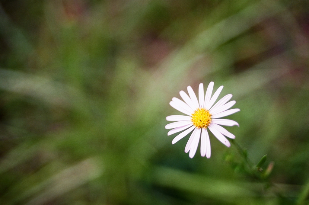 PENTAX LX + EKTAR100_d0124465_1244865.jpg