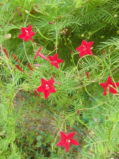 「都心緑化植物園」(2)・珍品アサガオ_d0157266_14163642.jpg