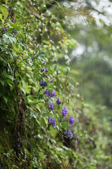 大雨注意報の中で_e0304170_19371085.jpg