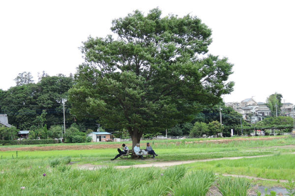 わが町の遊歩道_e0200879_11303387.jpg