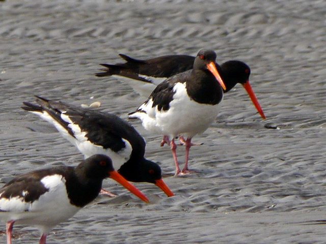 三番瀬の都鳥（ミヤコドリ）_d0088184_22232515.jpg